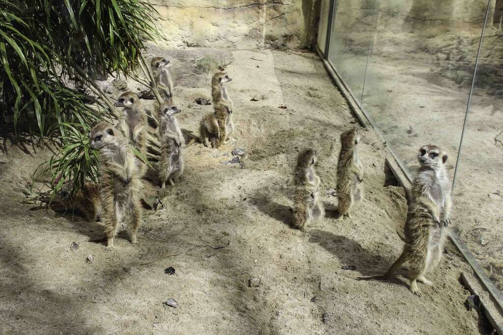 動物們的心理狀態也與行為呈現息息相關(圖片來源：臺北市立動物園)