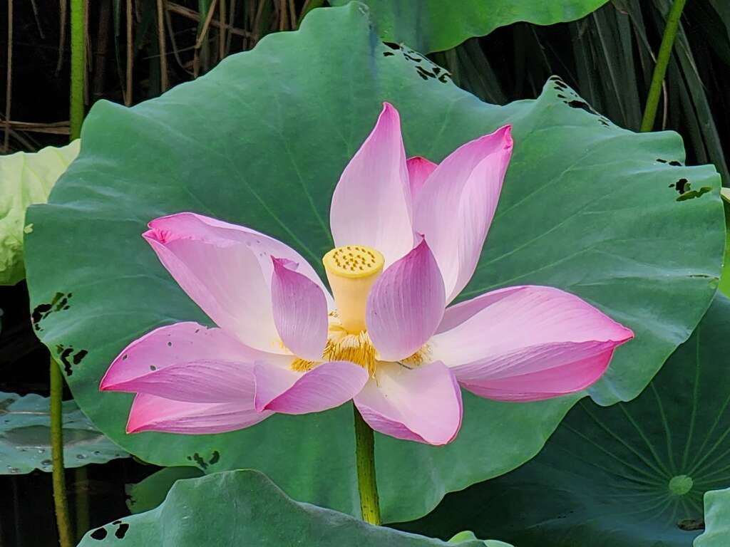 山水緑生態公園のハスが満開です 初夏の花を満喫しましょう