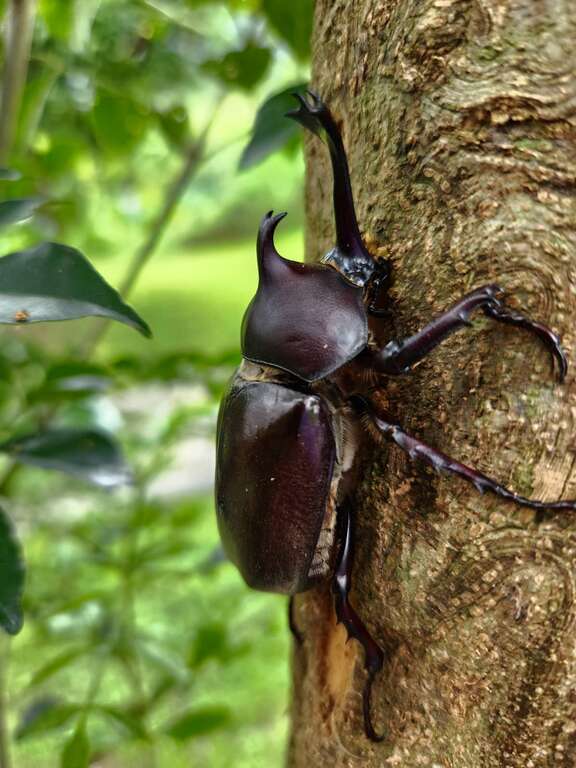 Rhinoceros Beetles Spotted at Nangang Shanshuilu Eco Park