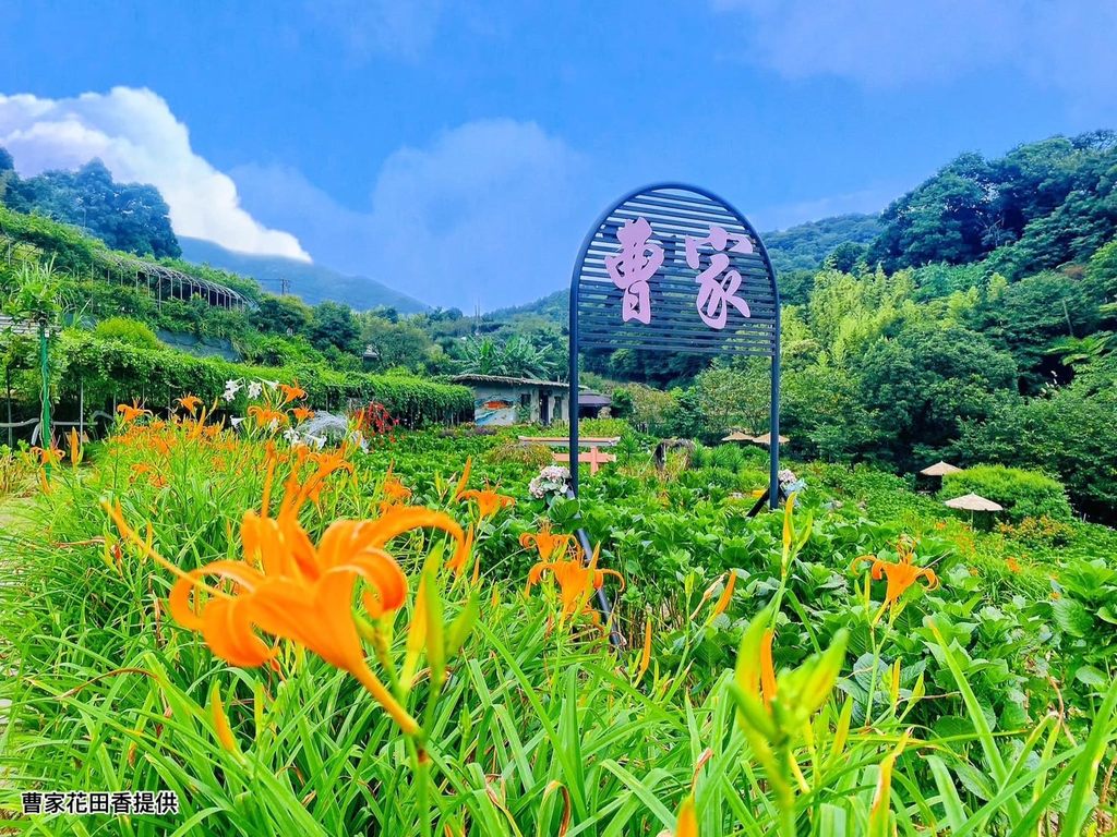 台湾好行~北投-竹子湖线D款季节限定套票可入园参观「曹家花田香」金针花海(图片来源：台北市政府观光传播局)