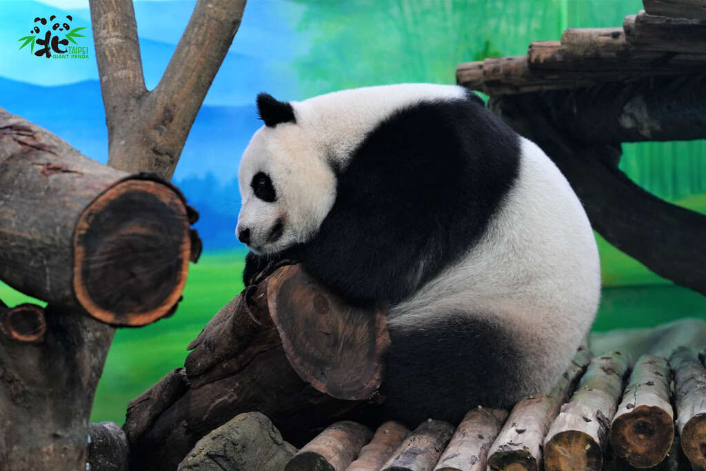 假孕中的大貓熊圓仔懶洋洋活力低(圖片來源：臺北市立動物園)