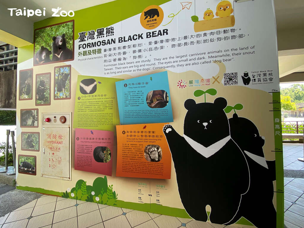 在卖店等餐同时可以复习自己的黑熊知识(图片来源：台北市立动物园)