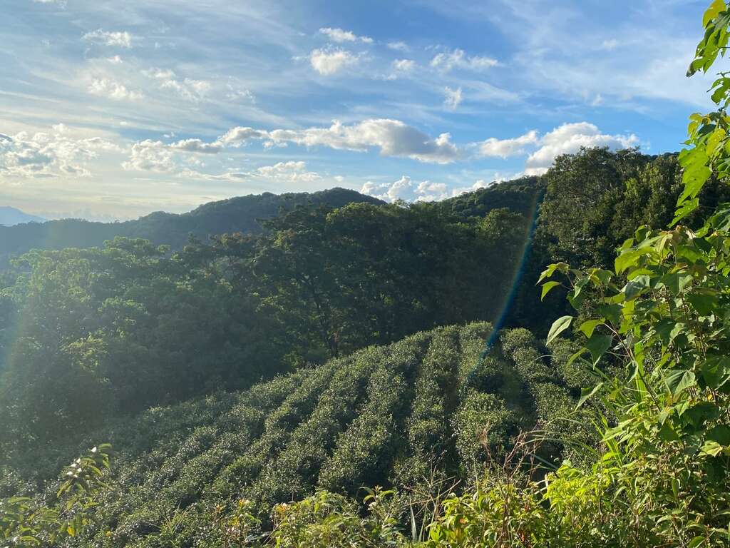 包種茶茶樹梯田景觀(圖片來源：臺北市政府工務局大地工程處)
