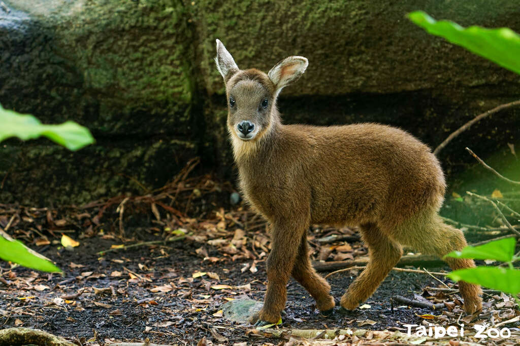 臺灣野山羊薇寶滿月囉(圖片來源：臺北市立動物園)