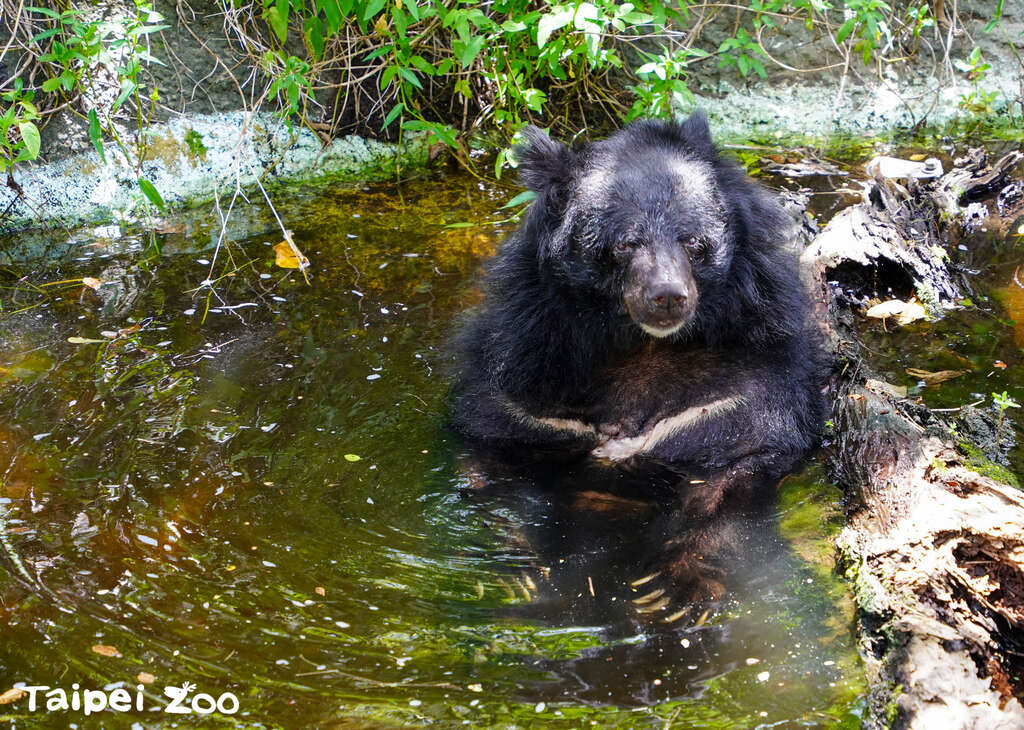 35岁的黑熊熊瑞「小熊」浴水中(图片来源：台北市立动物园)