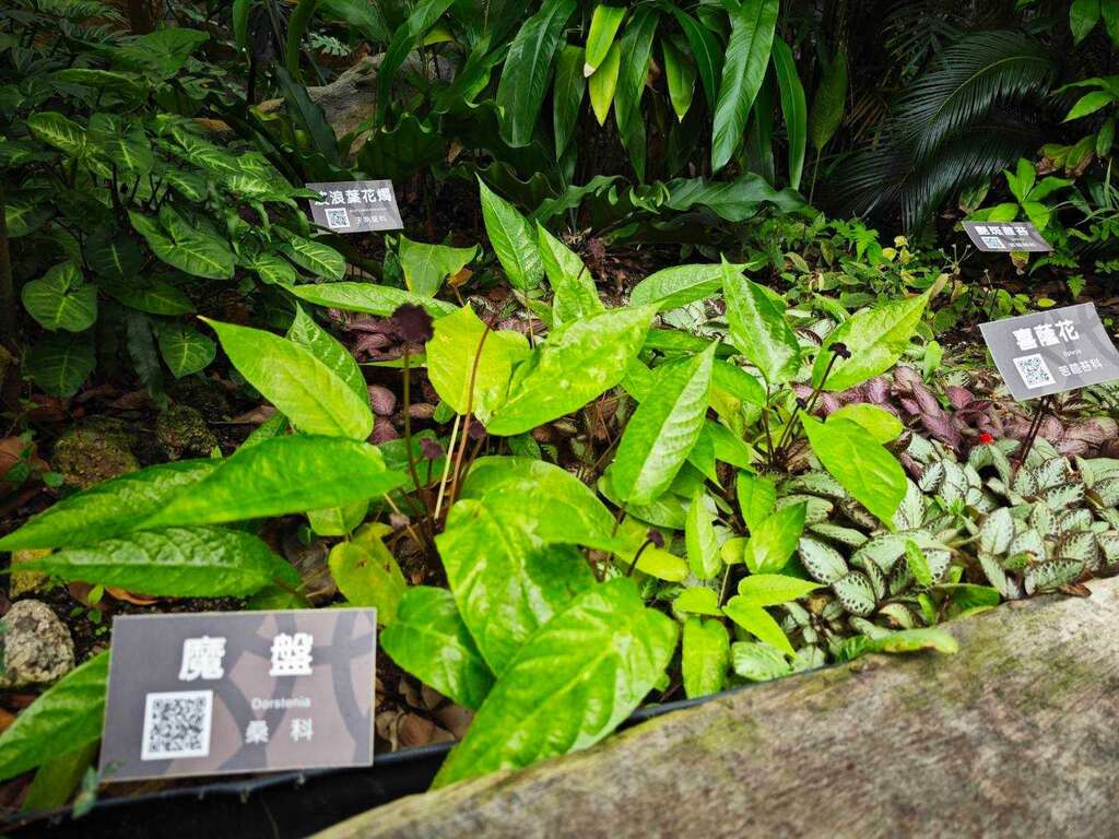 魔盤葉面帶有蠟質光澤，彷彿從童話故事繪本蠟筆畫出來的植物。(圖片來源：臺北市政府工務局公園路燈工程管理處)