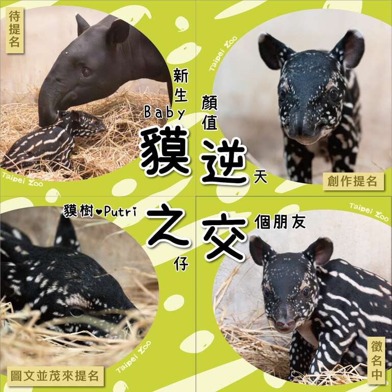 貘逆之交_徵名中(图片来源：台北市立动物园)