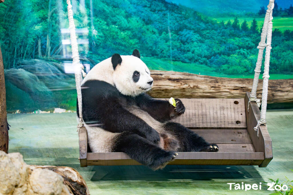 动物的行丰玩具需要保育员的创意用心(图片来源：台北市立动物园)