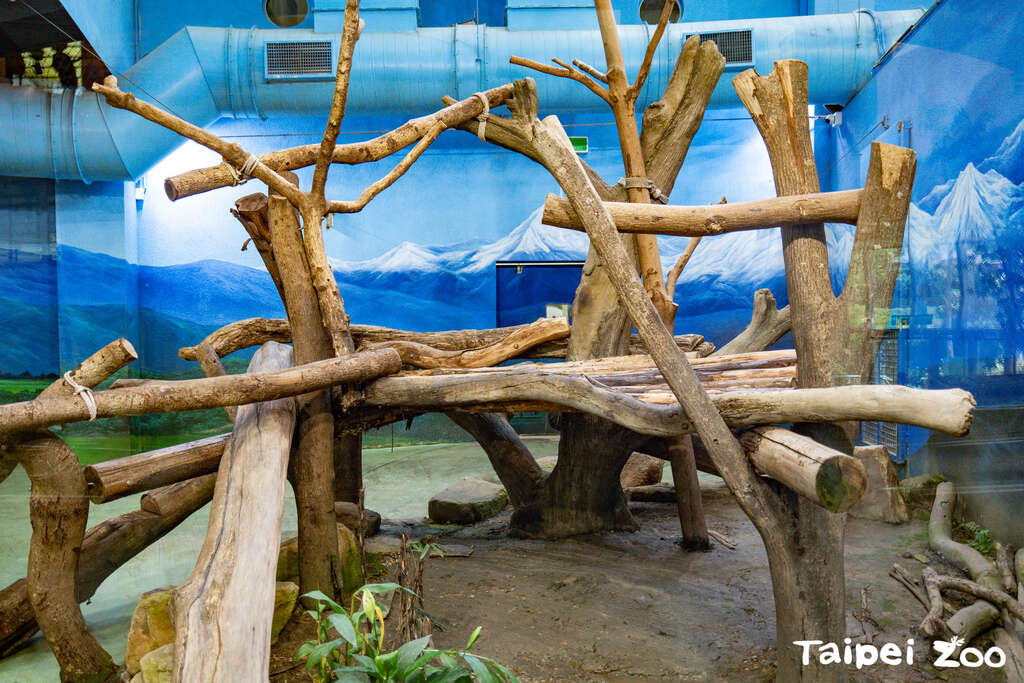 大猫熊馆活动场栖木更新垂直与平面空间供大猫熊攀爬活动(图片来源：台北市立动物园)