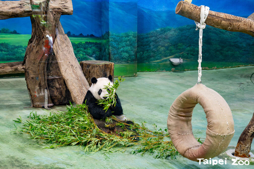 麻布袋向来是动物行丰的好资材(图片来源：台北市立动物园)