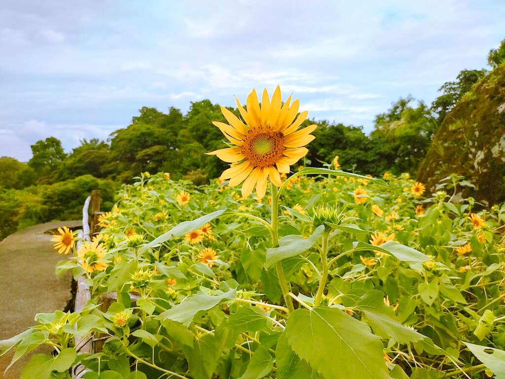 向日葵花田近照(图片来源：台北市政府工务局大地工程处)