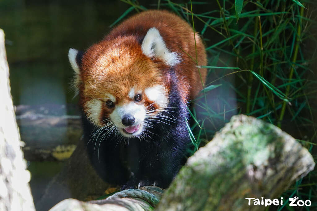 小猫熊喜欢在户外舒爽的气温下活动，欢迎一起到温带动物区来看我(图片来源：台北市立动物园)