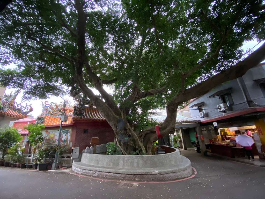 长庆榕树(庙)_250年老树