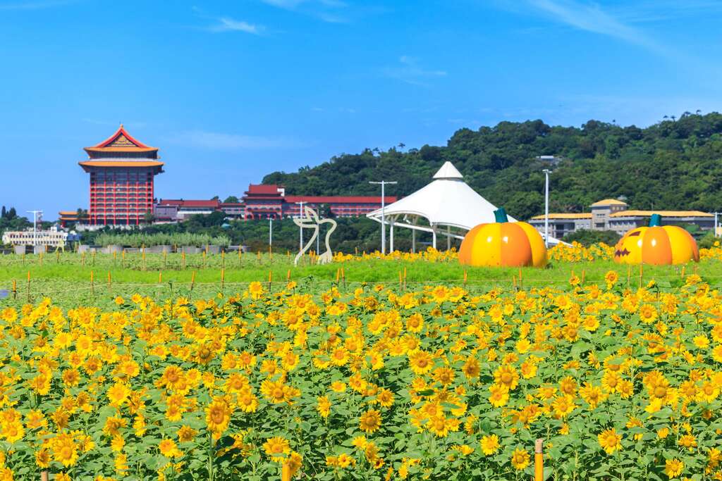 Debut Laut Bunga di Tepi Sungai Dajia Kota Taipei, Gelombang Pertama Bunga Matahari Bermekaran