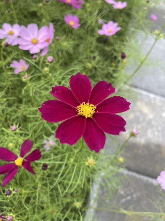 波斯菊及百日草实景(图片来源：台北市政府环境保护局)