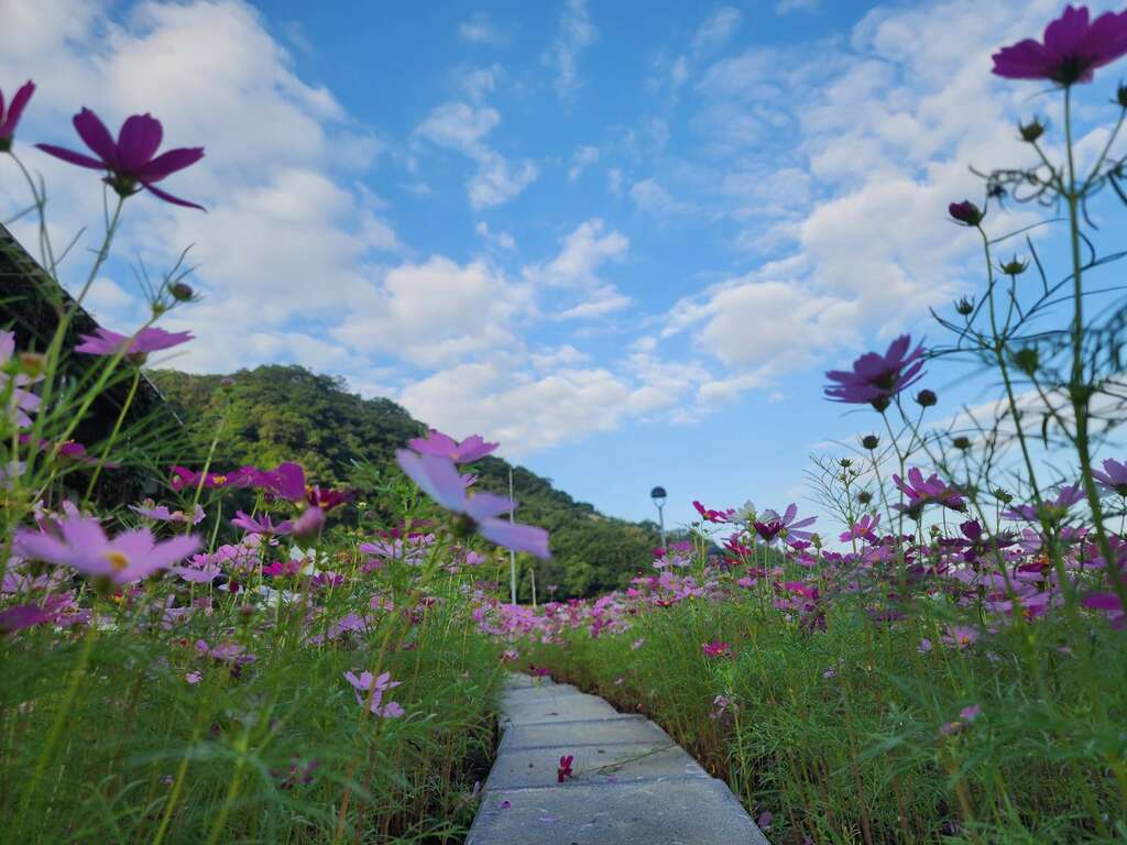 百花齐放、灿烂夺目(图片来源：台北市政府环境保护局)