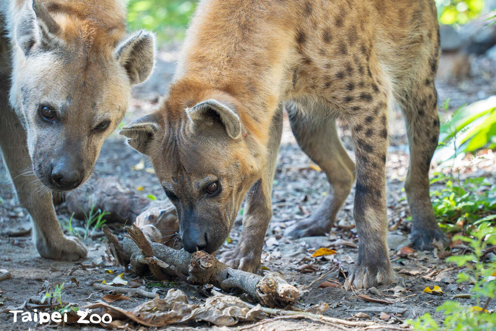 提供较有份量的树枝提供斑点鬣狗们扑击、拆解(图片来源：台北市立动物园)