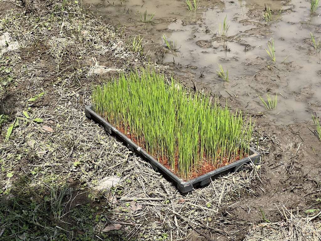 Revive the Legend of Ponlai Rice! Hutian Community and National Taiwan University Collaborate to Restore an Heirloom Rice Variety