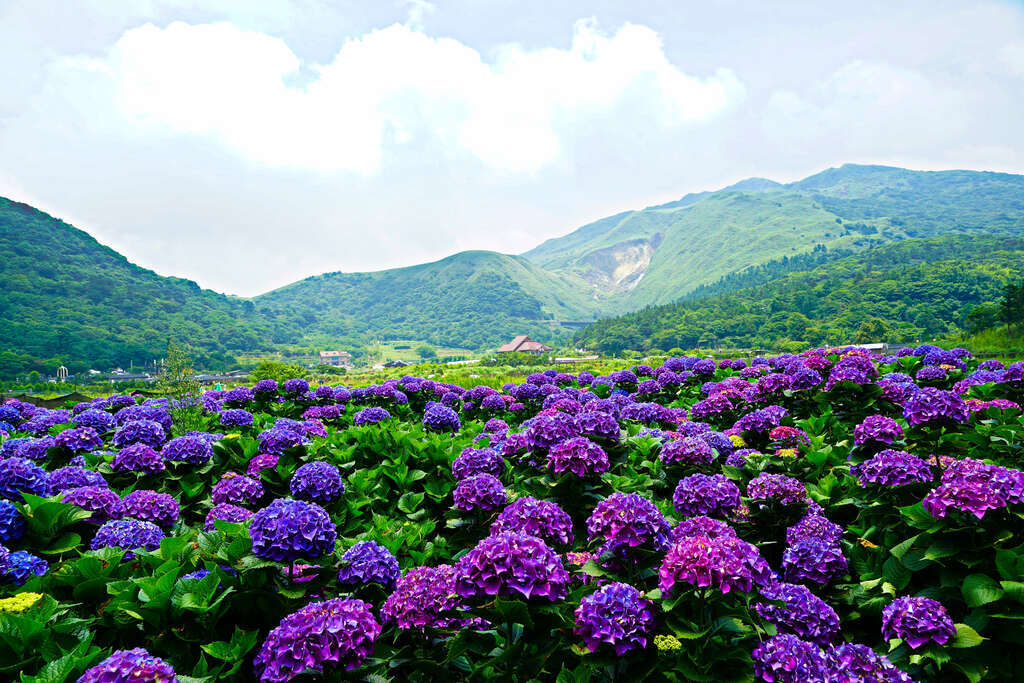 양밍산 일일여행