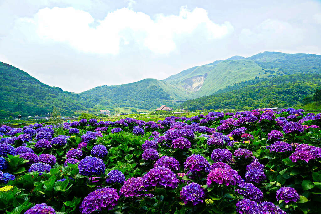 A Classic One-day Tour in Yangmingshan