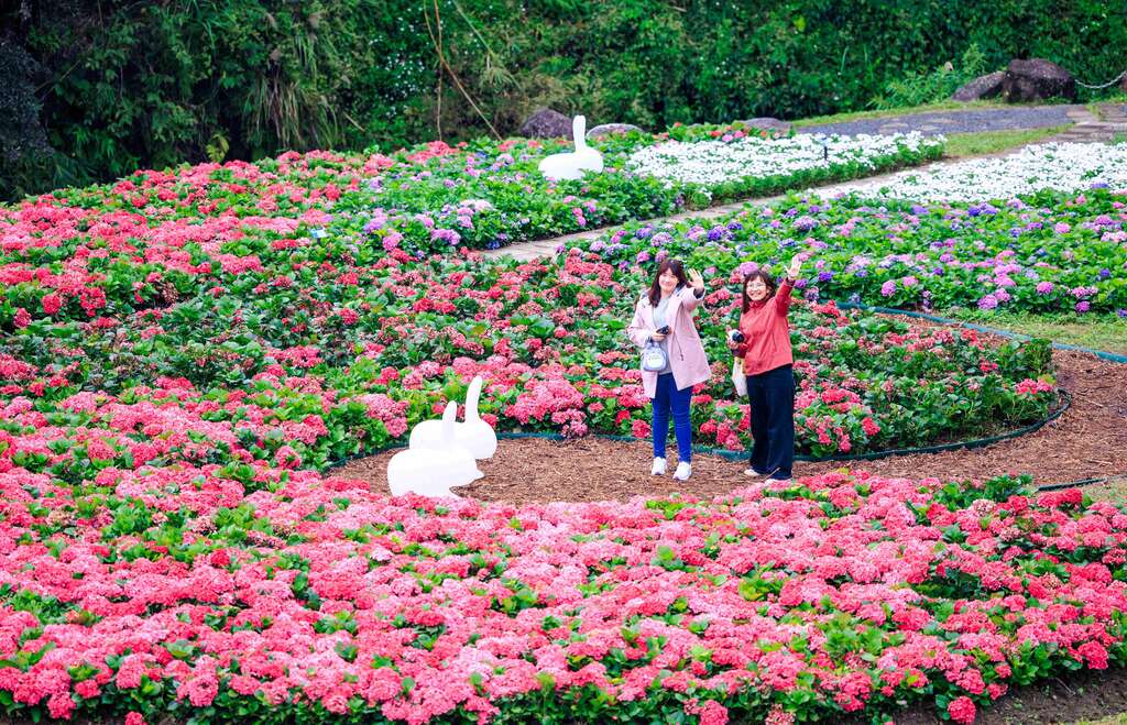 上万盆绣球花 在大沟溪生态治水园区 缤纷盛开中(图片来源：台北市政府工务局水利工程处)
