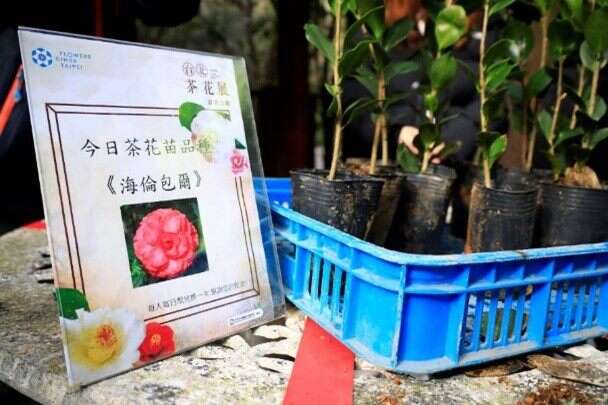 茶花香颂(图片来源：台北市政府工务局公园路灯工程管理处)