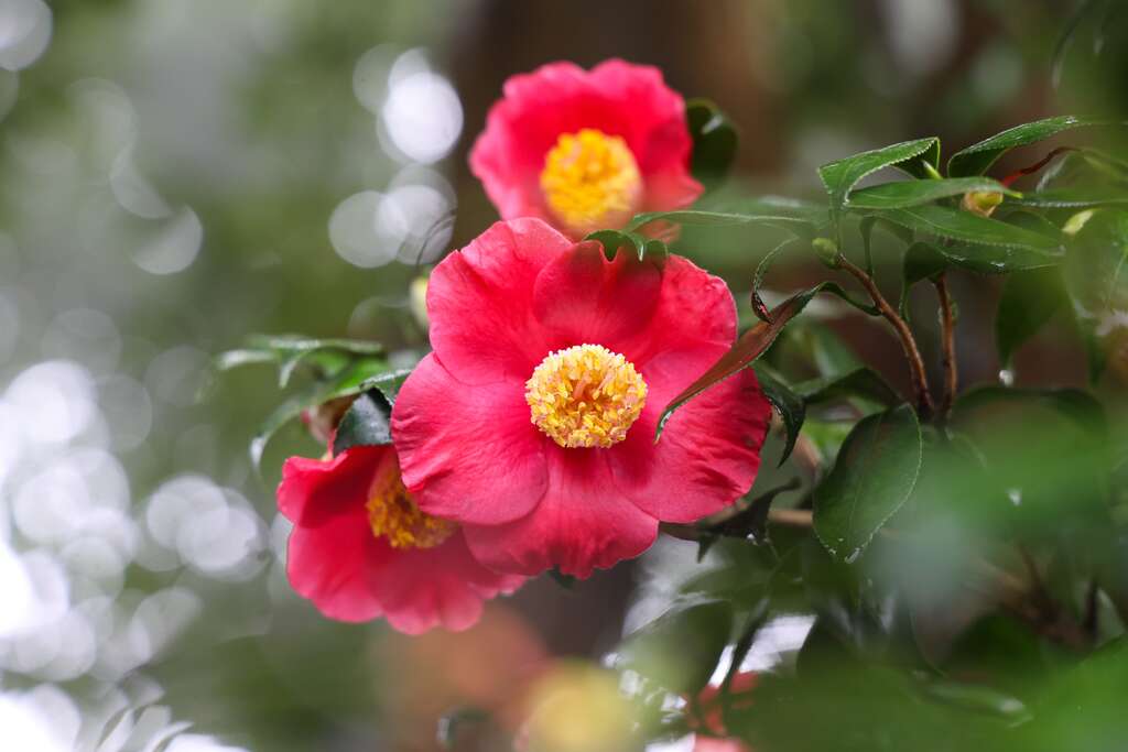 台北ツバキ展が1/5開幕 あでやかな花々をお見逃しなく