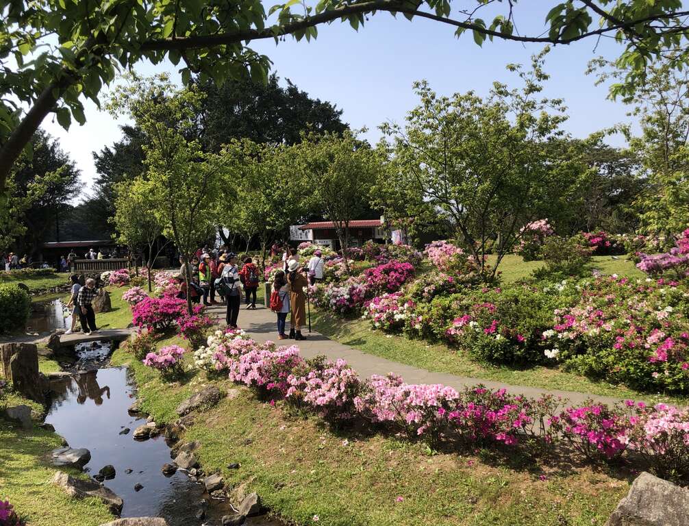 P50_1_每年春季陽明山上櫻花、杜鵑等陸續盛開，吸引賞花人潮湧入。@台北市工務局
