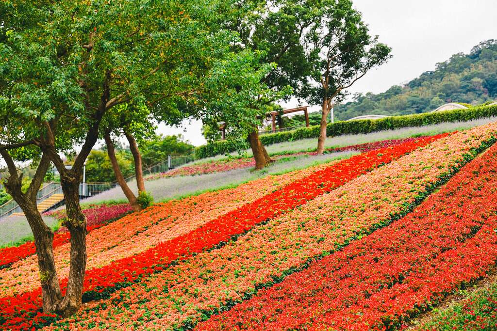 P52_1_北投社三層崎公園花海景觀壯麗。@台北工務局