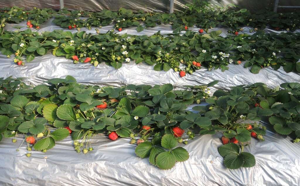 莓园草莓成熟转红示意图(图片来源：台北市政府工务局大地工程处)