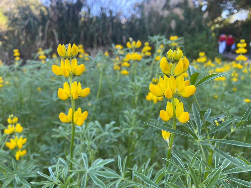 (去年的花景)如金色风铃般的鲁冰花(图片来源：台北市政府工务局公园路灯工程管理处)