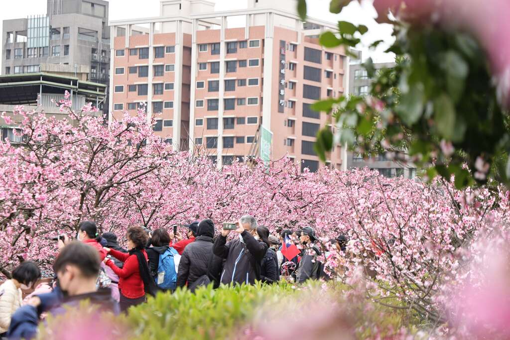 2023年樂活夜櫻季-白天人潮(圖片來源：臺北市政府工務局公園路燈工程管理處)