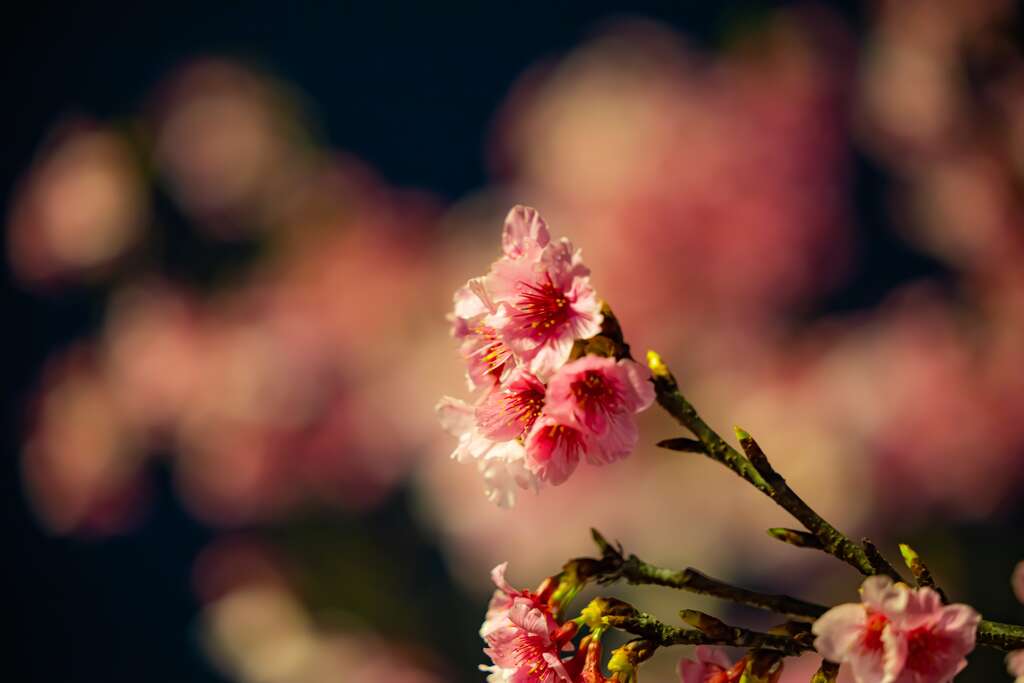 樂活公園夜櫻(圖片來源：臺北市政府工務局公園路燈工程管理處)