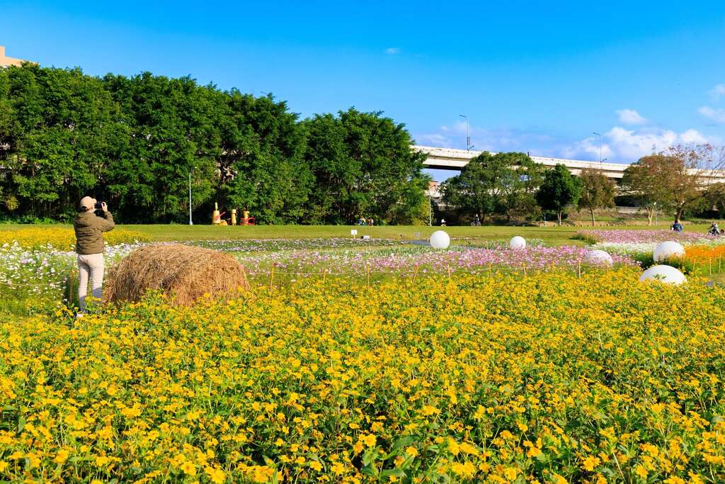 古亭河濱花海花 大面積的花海最適合拍照(圖片來源：臺北市政府工務局水利工程處)