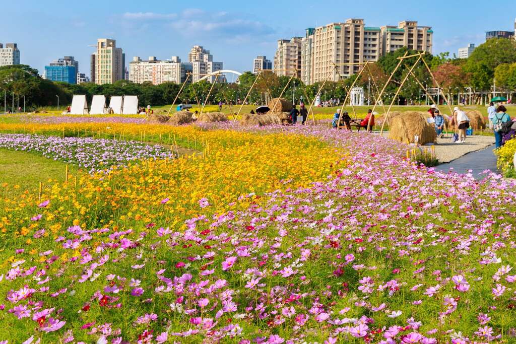 古亭河濱花海盛開 歡迎大家來賞花 感受花開的浪漫氣息(圖片來源：臺北市政府工務局水利工程處)
