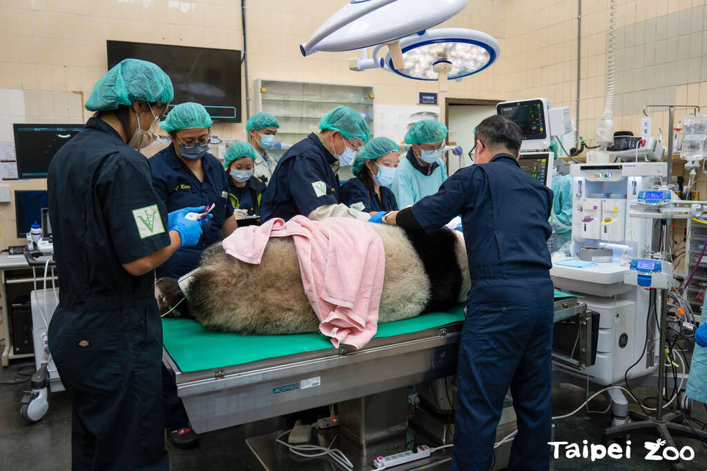 2024年1月16日(二)上午動物園邀請麻醉科、牙科與影像相關專家們組成醫療顧問團隊，為大貓熊「圓仔」進行健康檢查(圖片來源：臺北市立動物園)