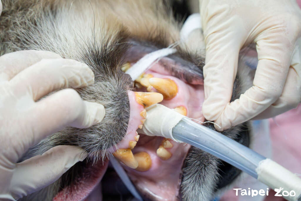 大猫熊「圆仔」门牙有断裂进行根管治疗的纪录，此次影像检查结果发现牠的牙根目前都仍正常(图片来源：台北市立动物园)