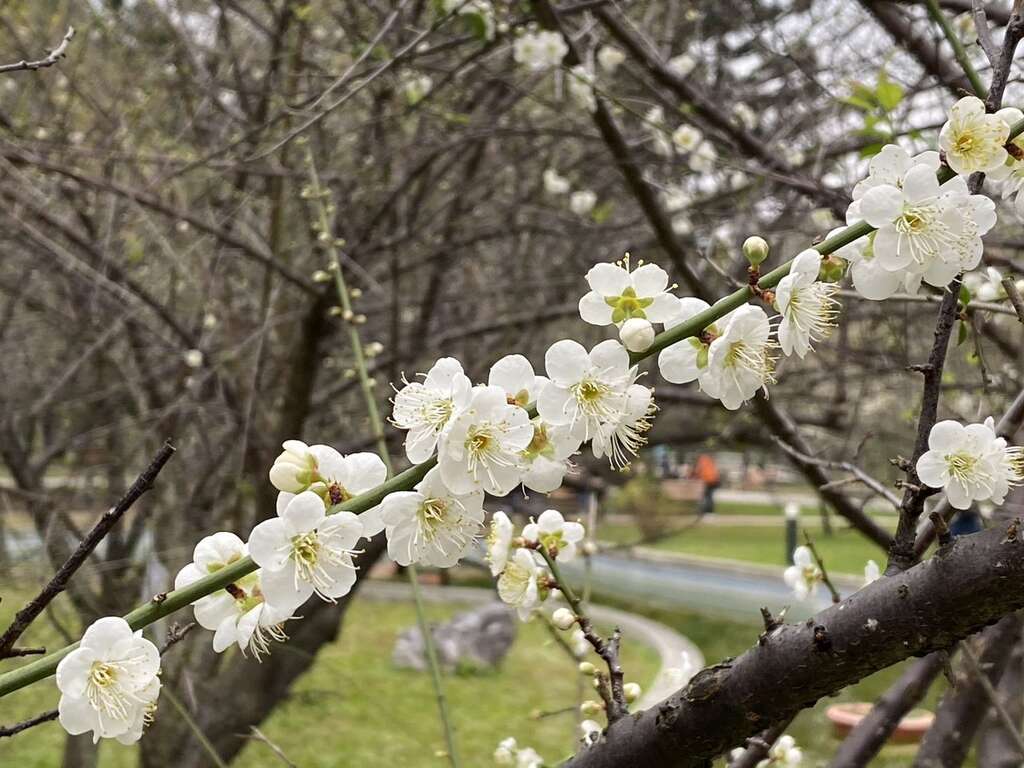 梅花是原產中國的獨特花卉，小巧潔白的花瓣顯得雅緻，亦是園林造景的熱門品項(圖片來源：臺北市政府工務局公園路燈工程管理處)