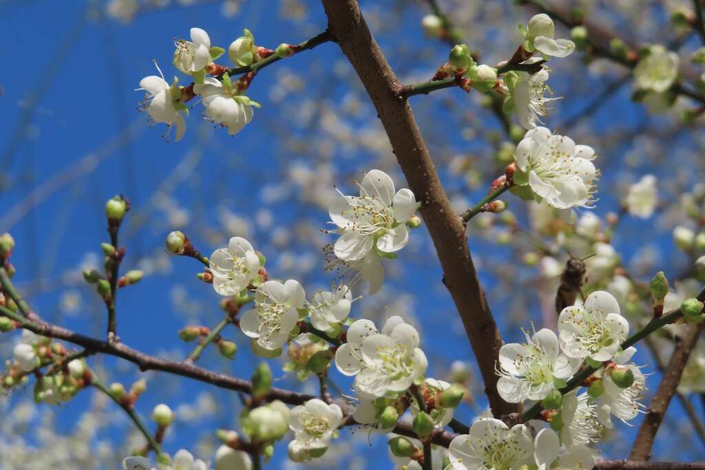 奇岩4號綠地白梅盛開美景(圖片來源：臺北市政府工務局公園路燈工程管理處)