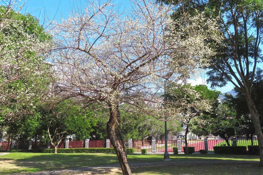 奇岩4號綠地有3、4株老梅樹盛開美景(圖片來源：臺北市政府工務局公園路燈工程管理處)