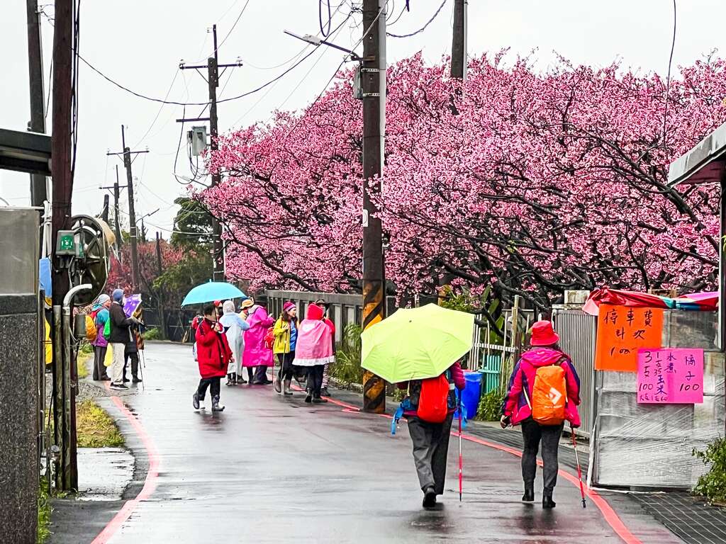 平菁街樱花巷现况(图片来源：台北市政府工务局大地工程处)