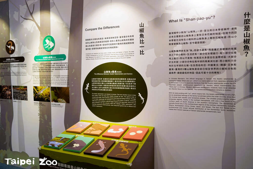 什麽是山椒鱼(图片来源：台北市立动物园)