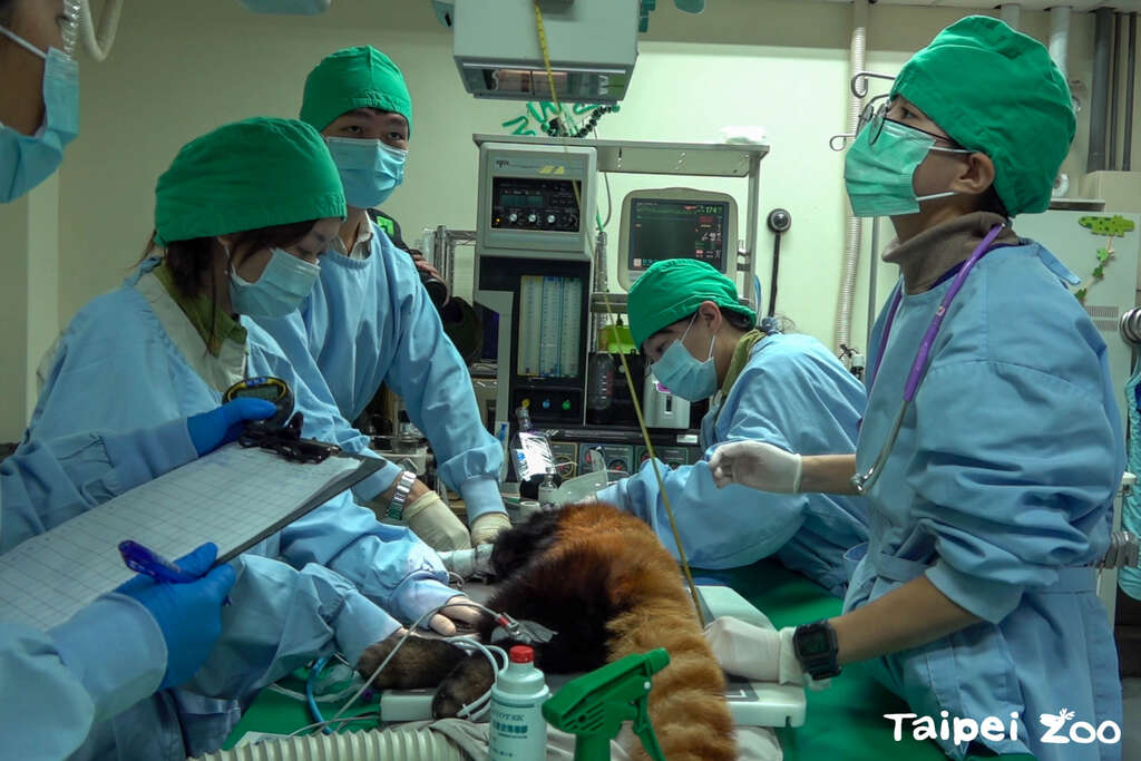 獸醫為小貓熊「未來」做健康檢查(圖片來源：臺北市立動物園)