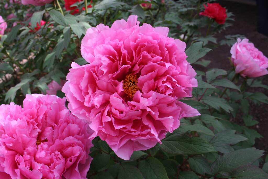 牡丹花-百花殿(圖片來源：臺北市政府產業發展局)