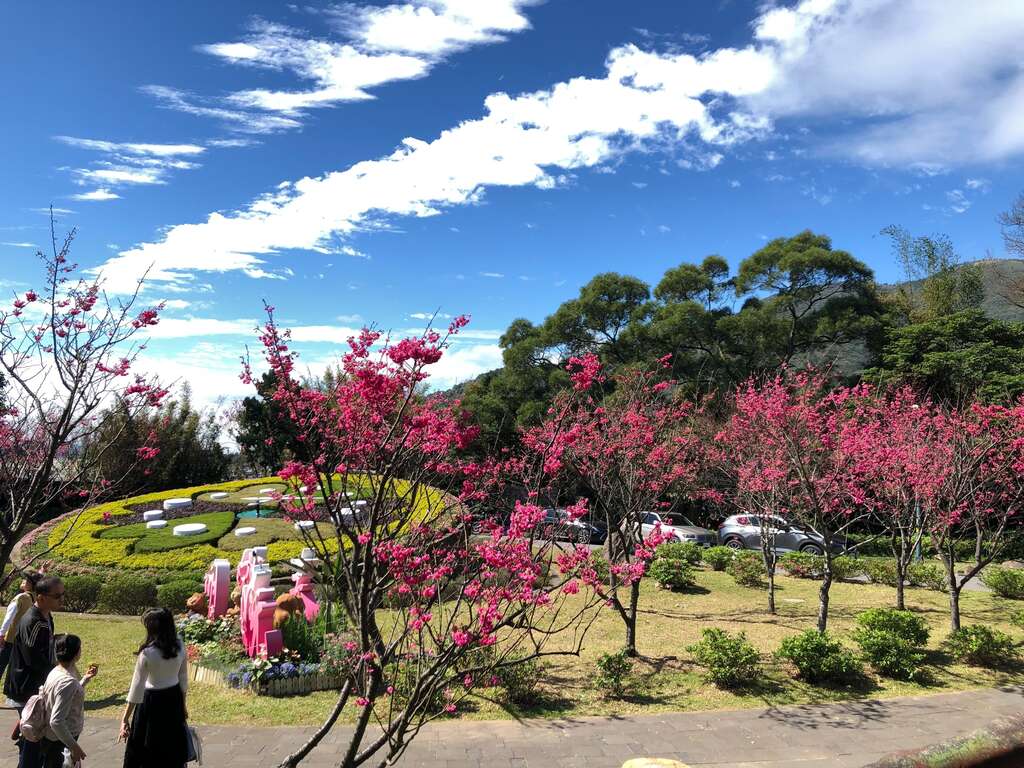 八重樱花况(图片来源：台北市政府工务局公园路灯工程管理处)