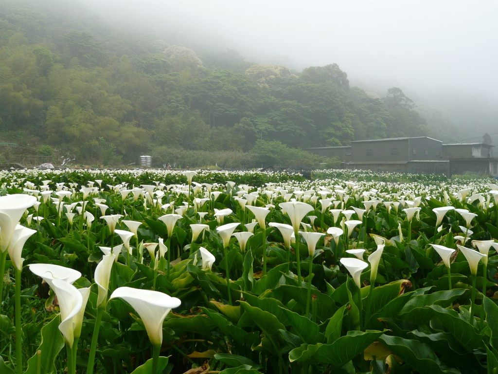 春天阳明山竹子湖海芋盛开，形成一片浪漫花海。（图／北投区农会）