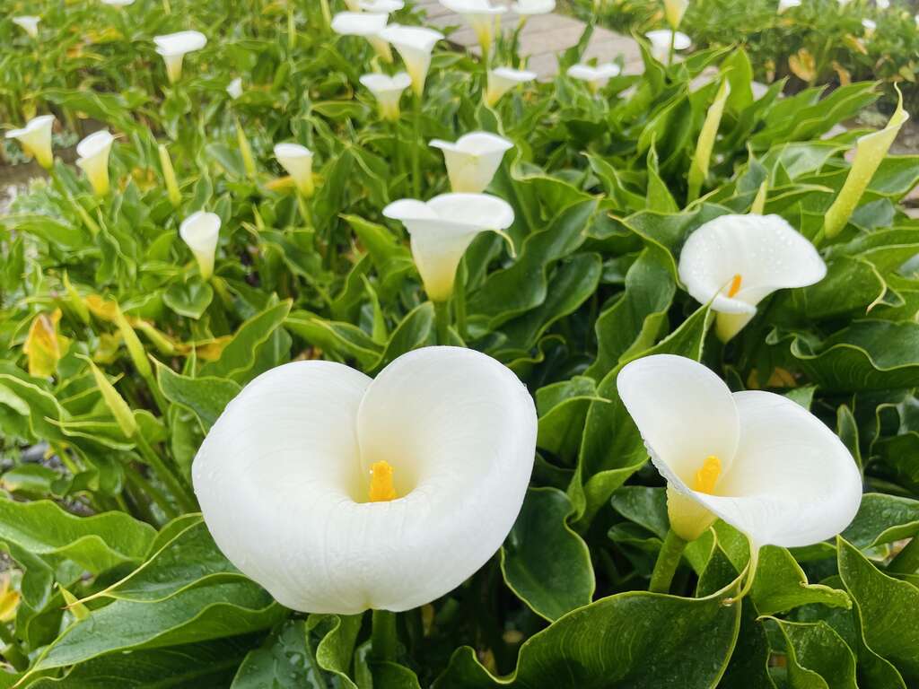 洁白的海芋(图片来源：台北市政府工务局大地工程处)