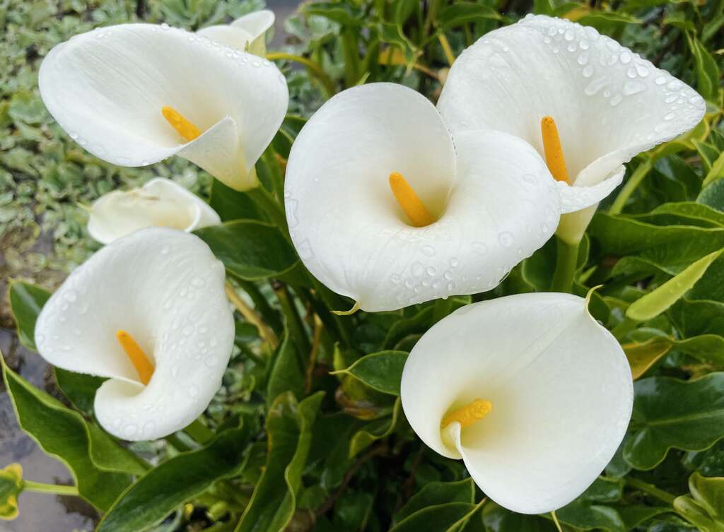 雨後的海芋沐浴在清新的雨滴中，显得格外纯净。(图片来源：台北市政府工务局大地工程处)