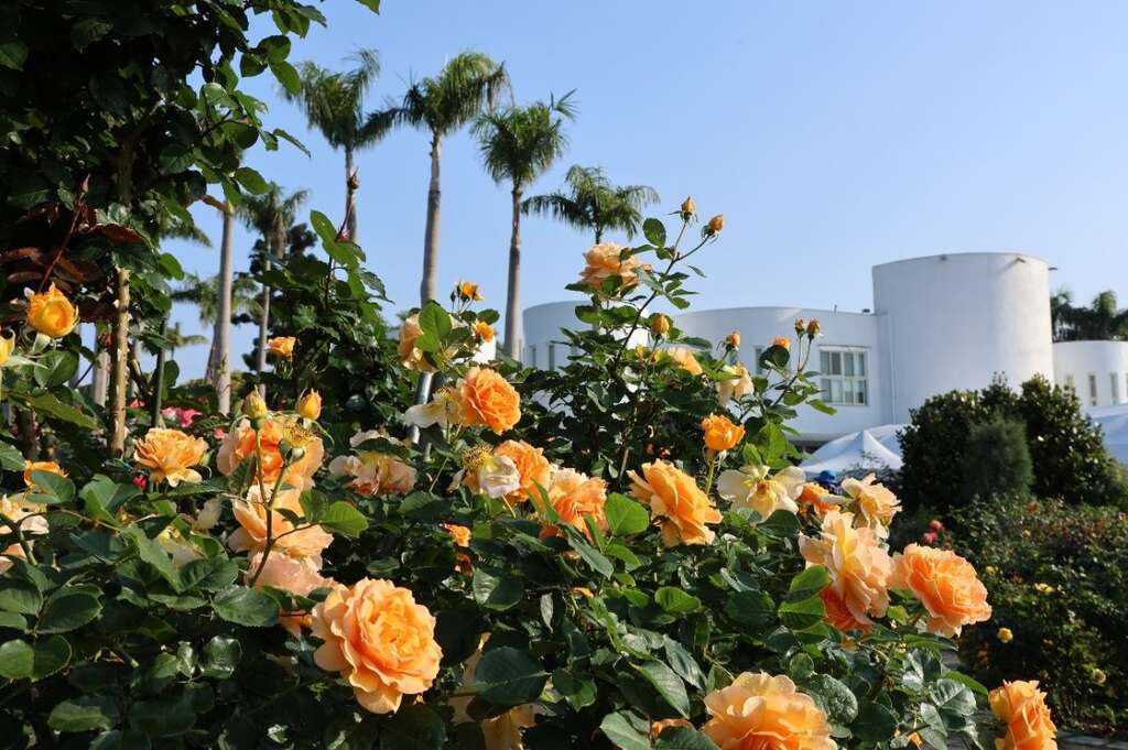 臺北玫瑰園花海區玫瑰花盛開。(圖片來源：臺北市政府工務局公園路燈工程管理處)