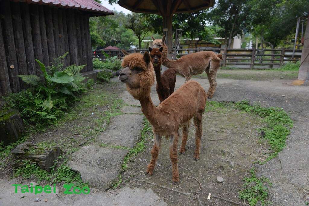 剪毛後的羊驼